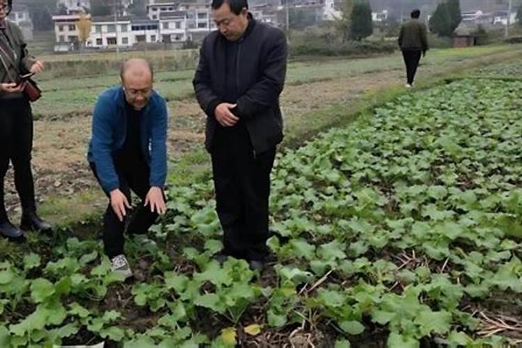 青海盐湖集团是做什么的