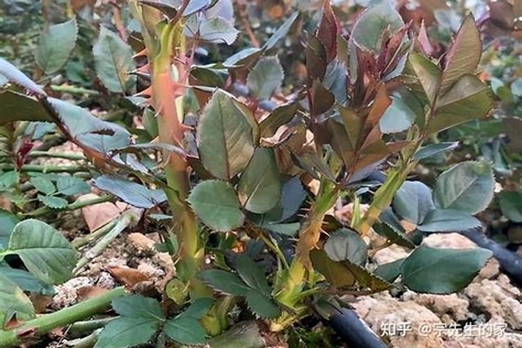 草莓匍匐茎育苗方法