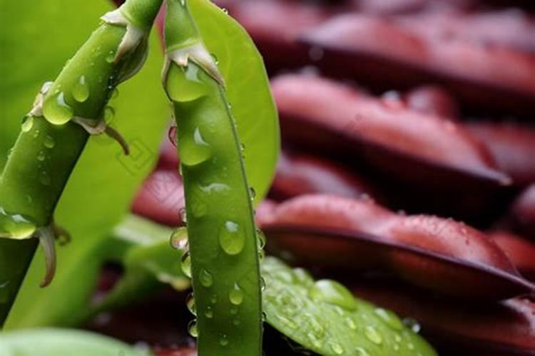 红小豆能喷叶面肥吗能用黄豆的叶面肥吗？