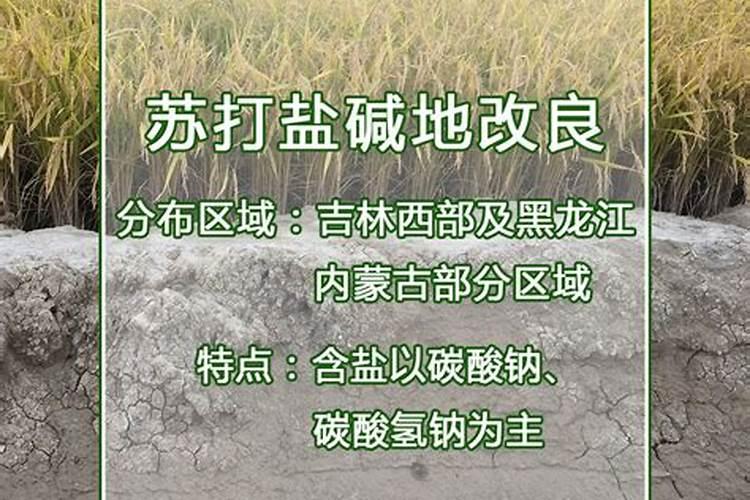 如何在盐碱地种植玉米