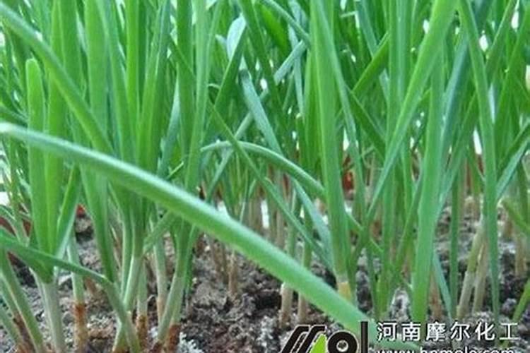 露天栽培辣椒除草方法 辣椒生长期间如何用药