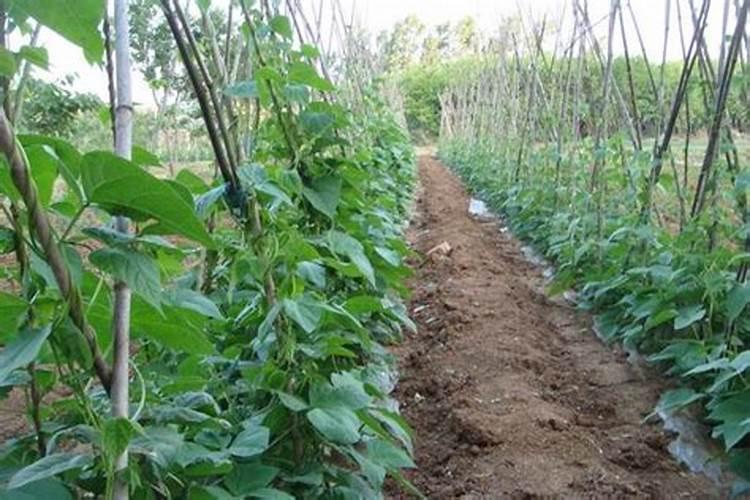 晚冬瓜种植管理要点是什么？该怎样做施肥管理呢？