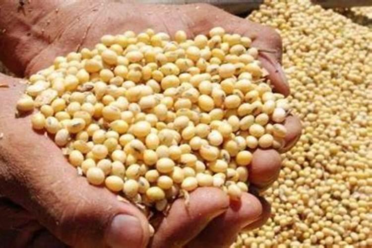大豆开花期喷施叶面肥和虫子药可不可以？