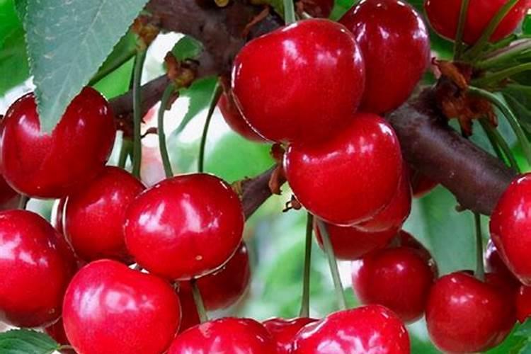 花卉开花需要什么肥料