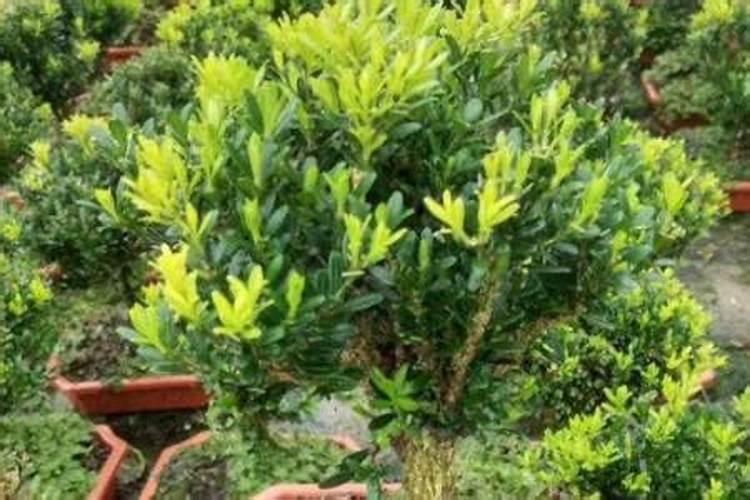 茶花施什么肥最好,什么时候施肥