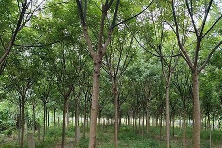 国槐的生长习性特点和生长环境条件