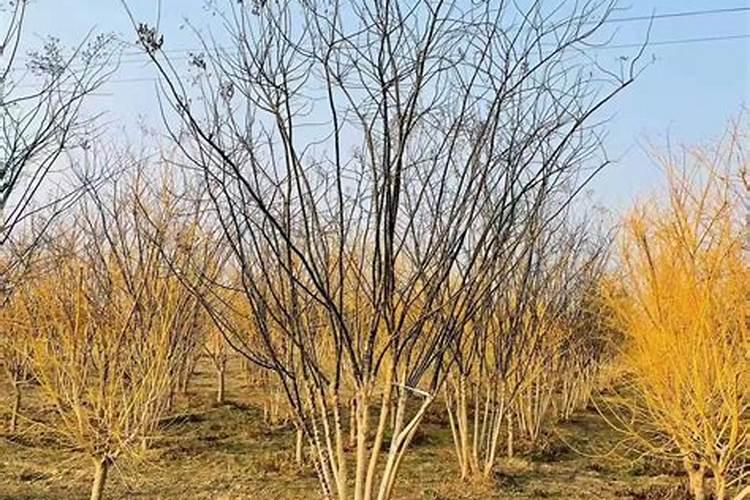 国槐的生长习性特点和生长环境条件