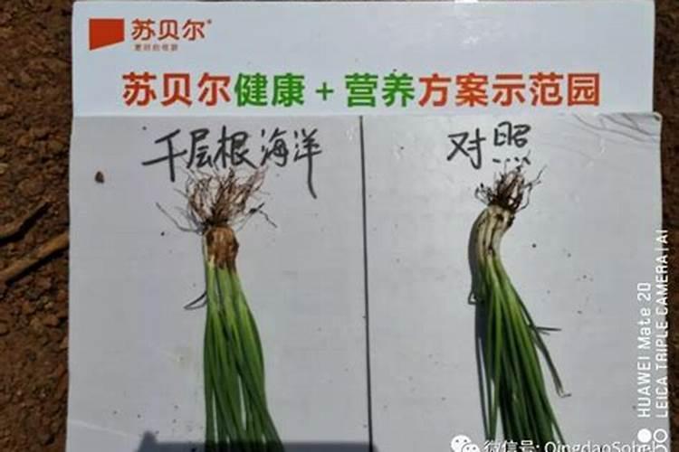 千层金养护与病虫害