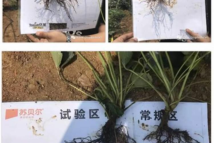 千层金怎么养
