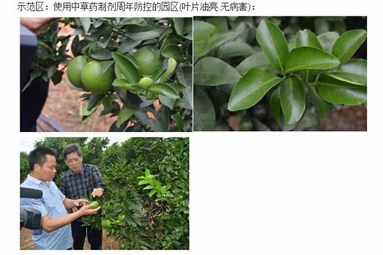 葡萄白粉病防治技术是什么