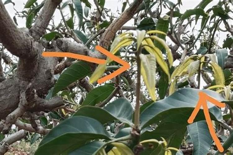 番茄喜欢什么肥料？如何管理才能苗壮果大产量高？