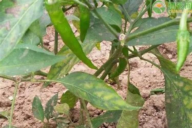 辣椒结果期用什么复合肥好？辣椒挂果期打什么叶面肥长的快？