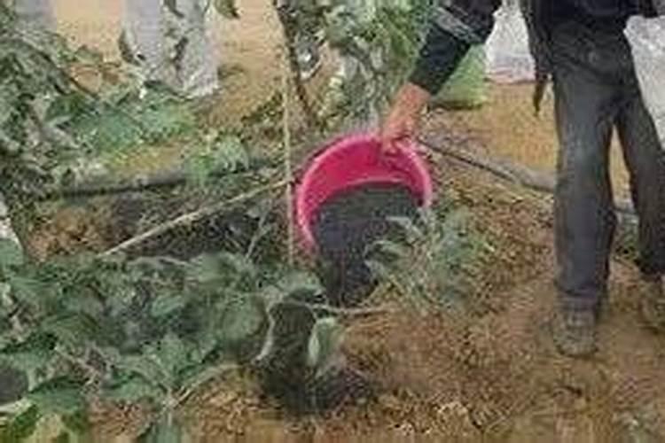 金银花施什么肥料最好(金银花施什么肥长得最快产量高)