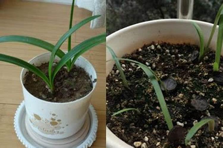 繁缕草什么泡？