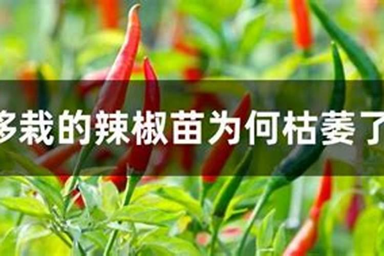 辣椒苗叶子为什么发黄 如何解决叶子发黄问题