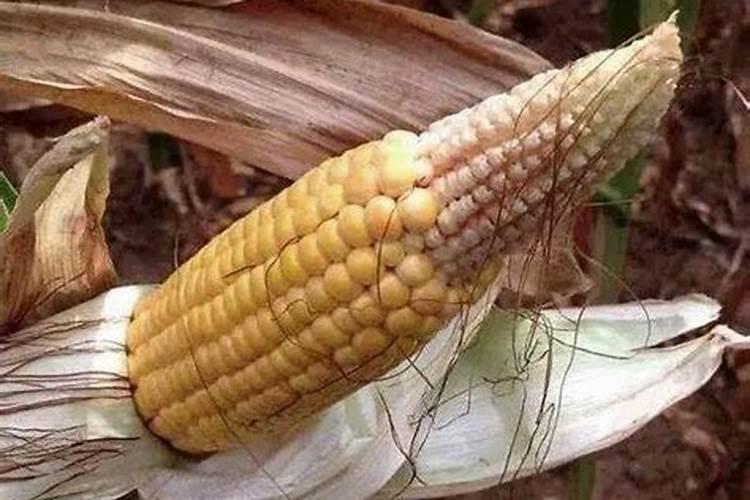 玉米缺磷时叶片会有哪些表现？应该如何补救？