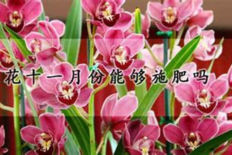 铁树用什么肥料比较好 铁树施什么肥生长快速更茂盛