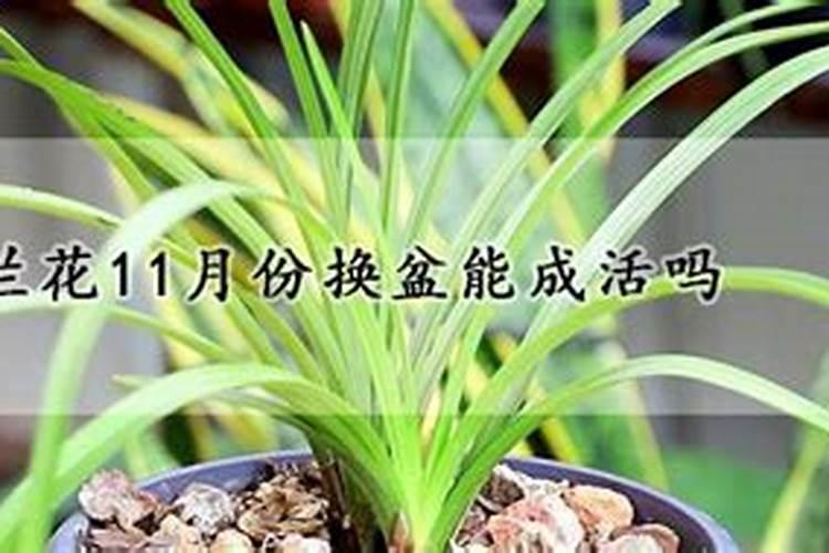 白兰花几月份施肥(白兰花什么时候施肥最好？施什么肥？)