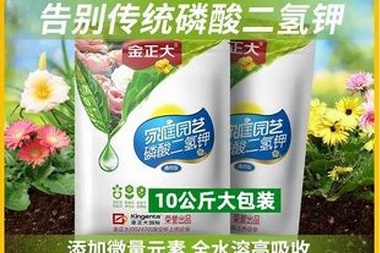 豆角想要高产怎么施肥