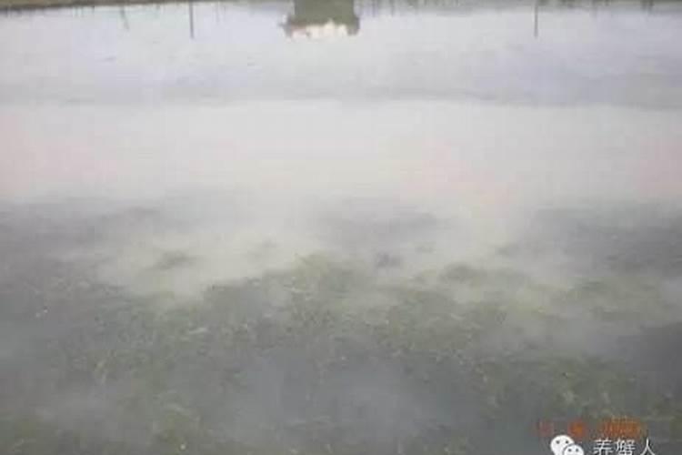 阴雨天池塘容易倒藻？养殖户如何有效防止倒藻的发生？