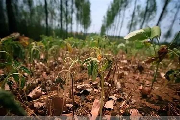 高氮水溶肥有哪些