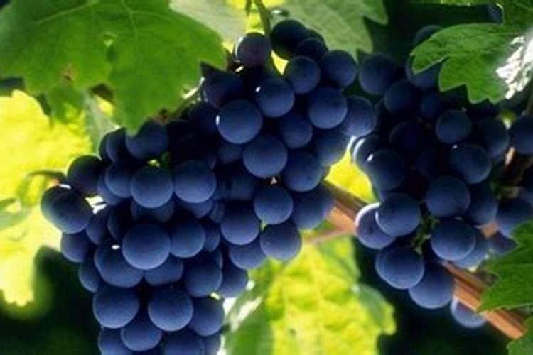 葡萄为什么要施钾肥,葡萄施钾肥有什么后果