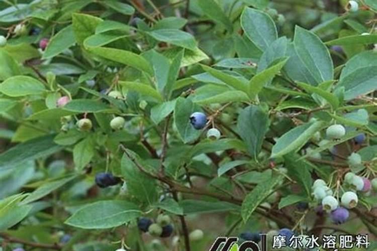 蓝莓施肥时间在什么时候？蓝莓该如何施肥？