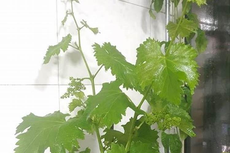 葡萄树需要什么肥料