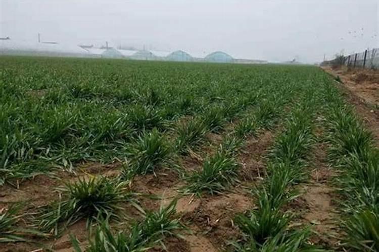 甘蔗叶面肥什么时候用最好