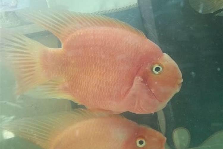 洗鱼的水倒进开水中变白了怎么回事