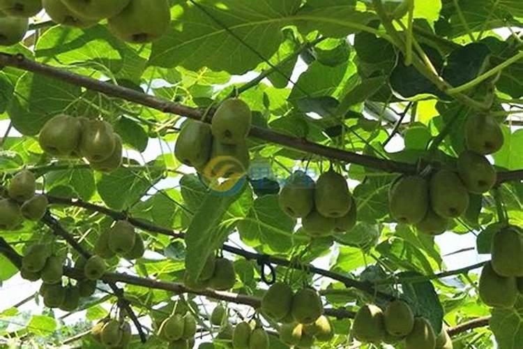 兰花什么时候施肥最好,兰花施肥用什么肥最好(氮磷钾肥)