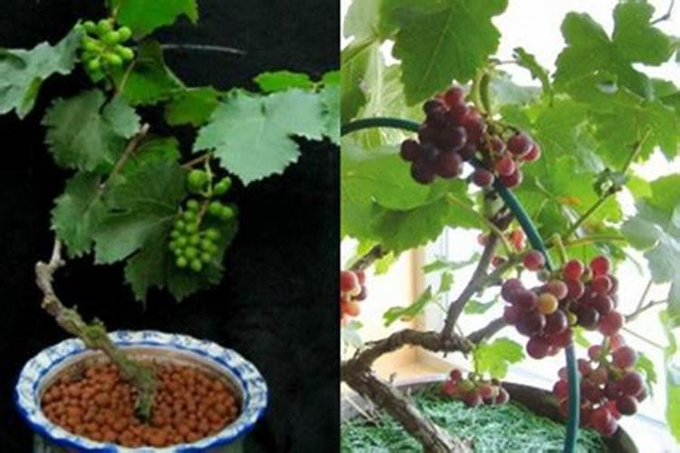 生姜喷施磷酸二氢钾的作用