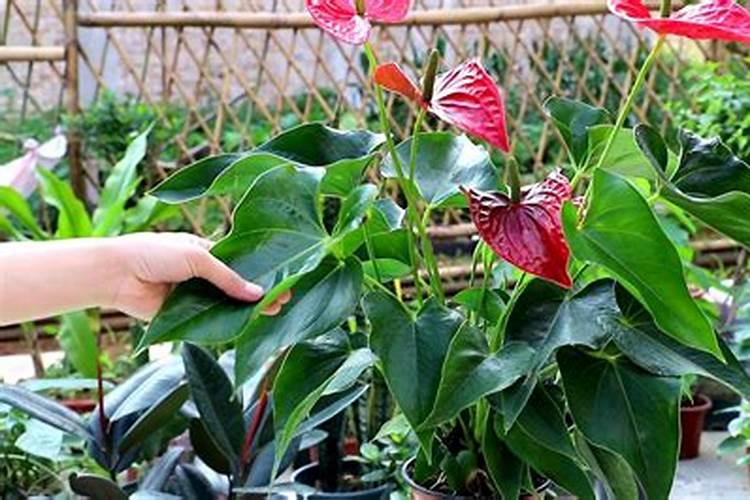杜鹃花喜肥吗,喜欢施什么肥料