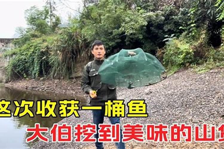 如何防止龙眼大小年结果 大小年怎么办