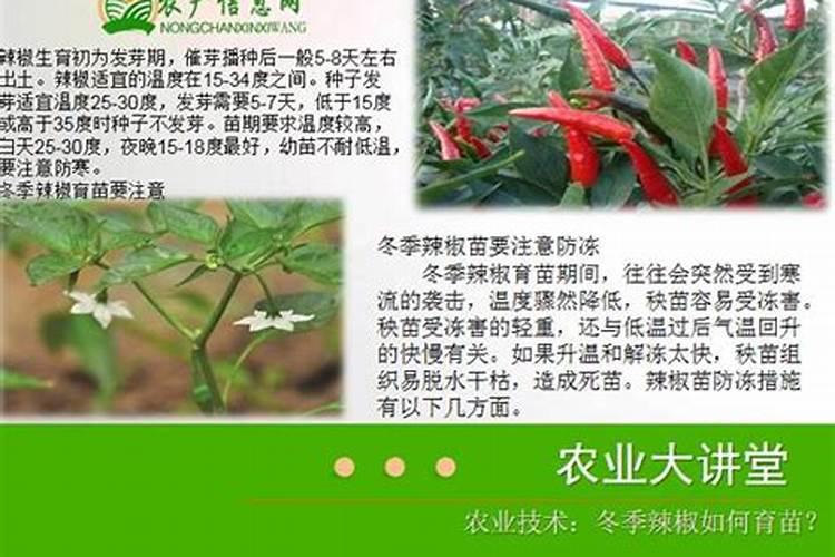辣椒喷什么叶面肥结果多
