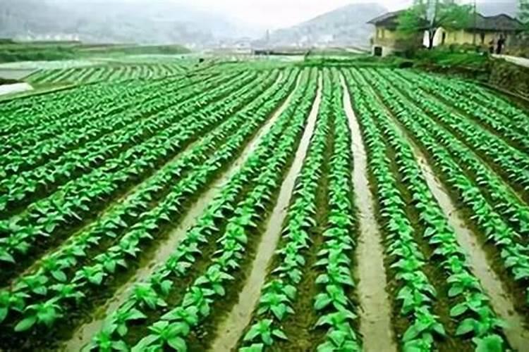 有机肥属于什么行业类别2020最新？