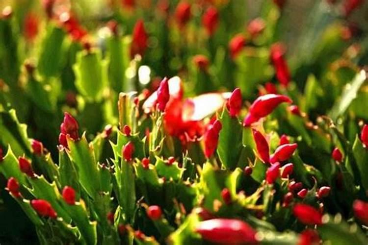 地栽菊花的养殖方法,四个方法成功养殖地栽菊花