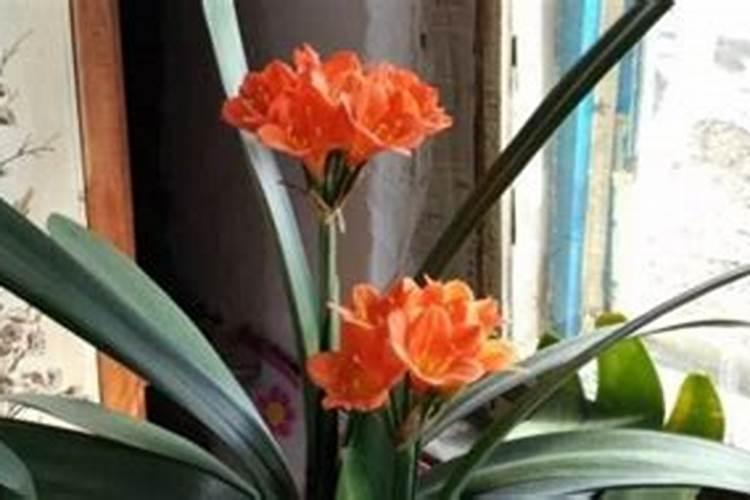 杜鹃花四季的应该用什么肥