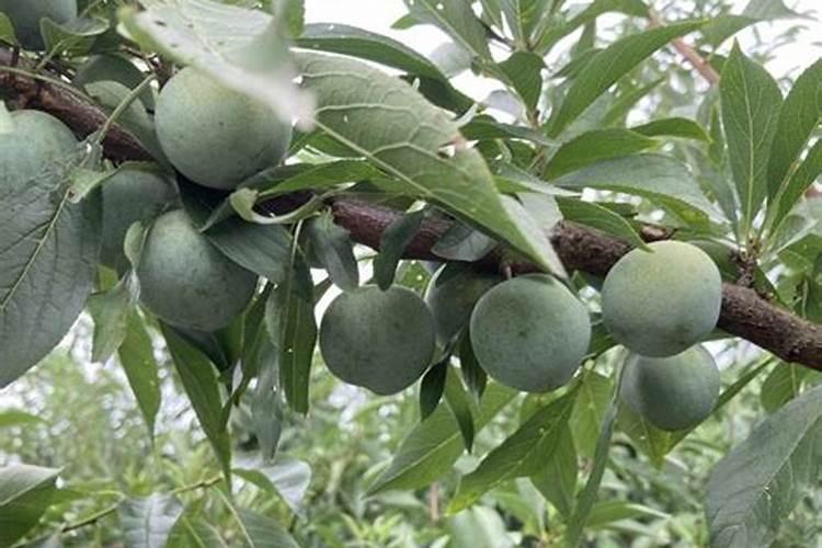 什么水果补钾最好最快