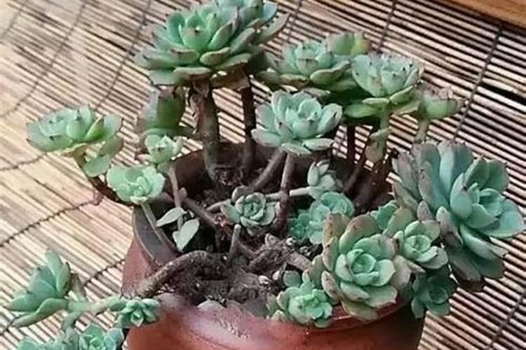 钾肥对植物的作用与功效 钾肥有哪些种类