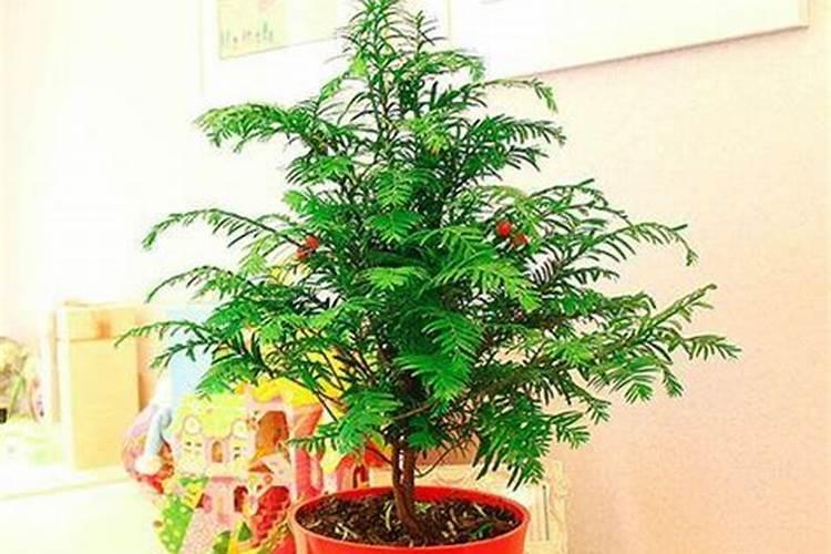 红豆杉施什么肥好,红豆杉施氮、磷、钾肥最好