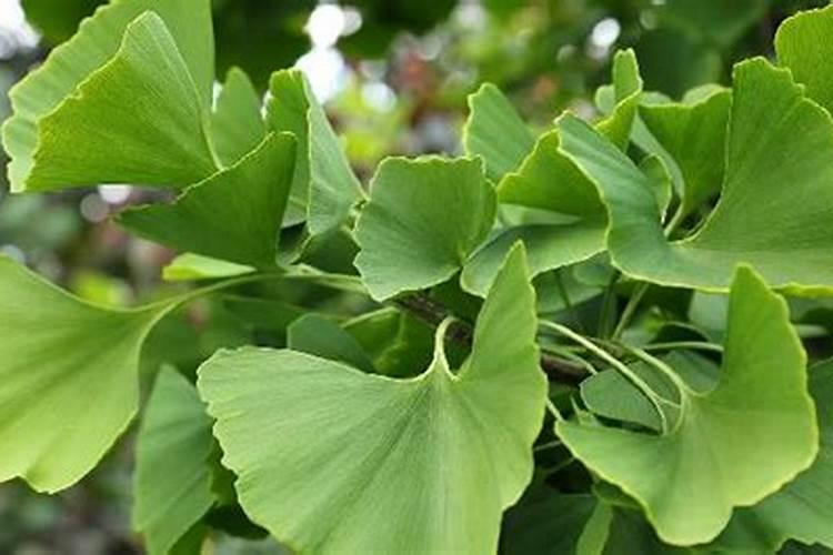花盆里放干草树叶能不能当肥料