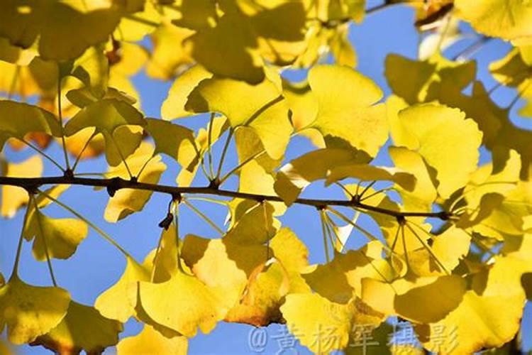 银杏叶子影响菜园子种植吗