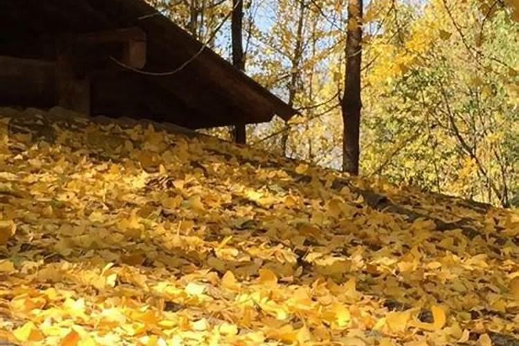 银杏树叶都能干什么