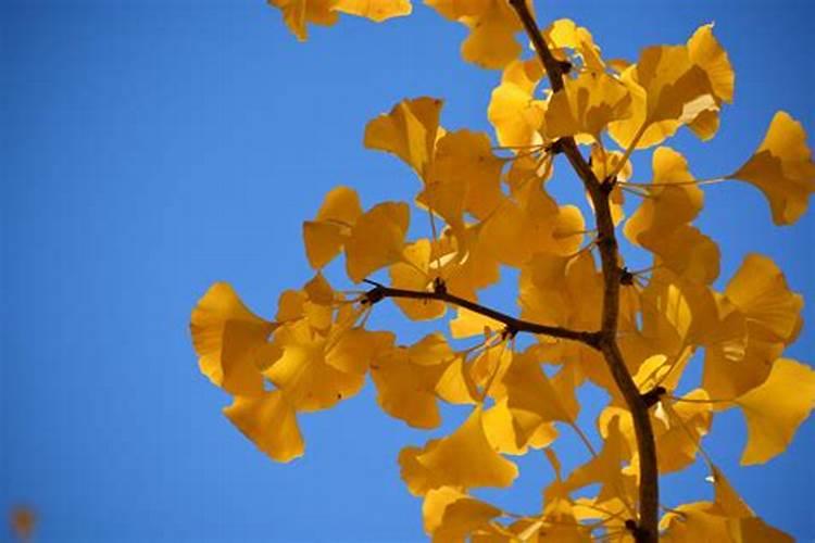 银杏叶落在地里不清理对地好吧能当肥料吧