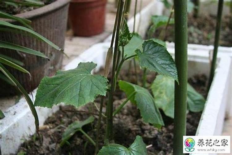 大棚蔬菜施肥一定要注意什么？