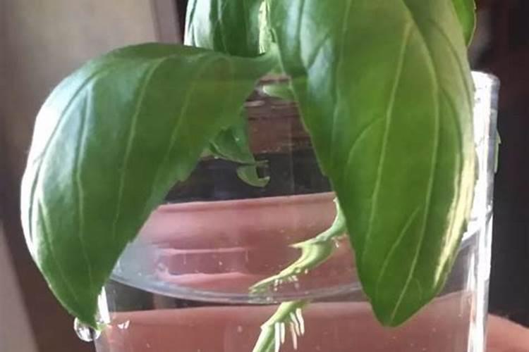 嘉宝果树种几天才可以用生根粉和杀虫剂