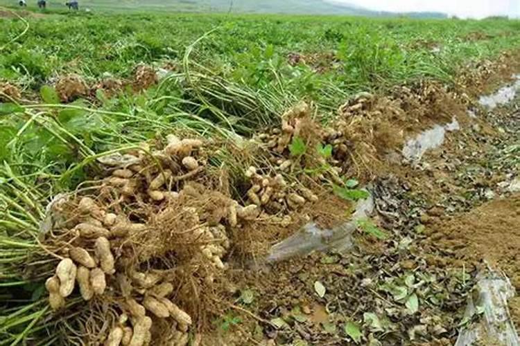 花生打什么肥料能高产？花生增产肥料用什么？花生专用叶面肥用昆仑风