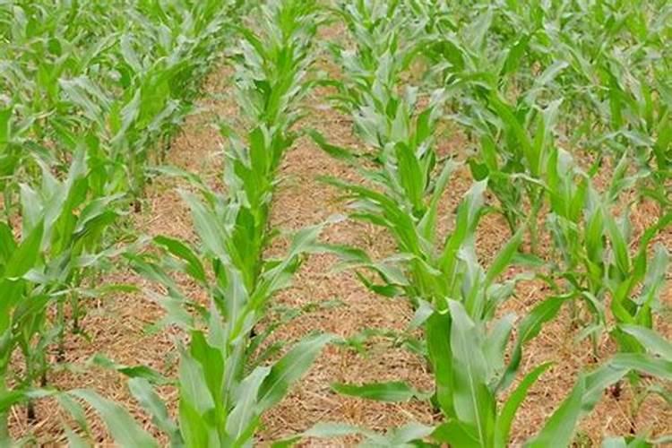 玉米立秋以后扬肥还有用吗？