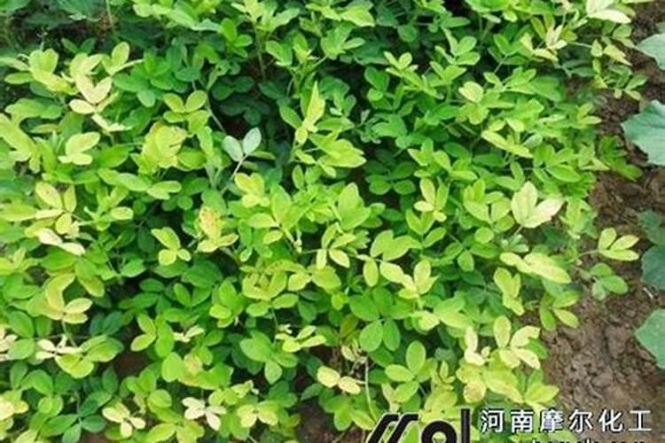 花生苗期叶片发黄怎么办？